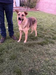 Reunited Male Dog last seen E 1st St, Rialto, CA 92376, USA, Rialto, CA 92376