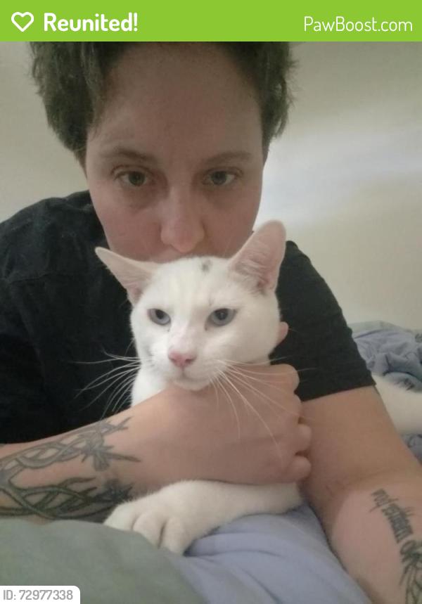 Reunited Male Cat last seen Cross fit by old salvation army , Bend, OR 97702
