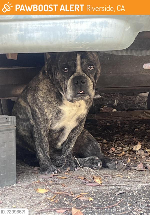 Found/Stray Male Dog last seen Whispering Spur and van buren, Riverside, CA 92504