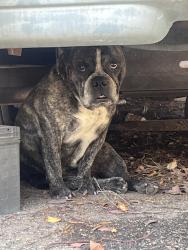 Found/Stray Male Dog last seen Whispering Spur and van buren, Riverside, CA 92504
