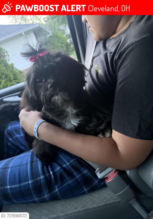 Lost Female Dog last seen Near west 61 Cleveland Ohio , Cleveland, OH 44102