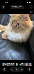 Lost Female Cat last seen Quail Ridge, Oceanside, CA 92057