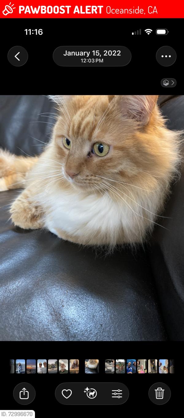 Lost Female Cat last seen Quail Ridge, Oceanside, CA 92057