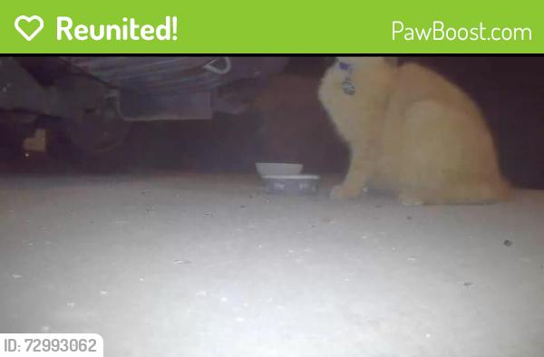 Reunited Unknown Cat last seen Marin Fields and Fields Road, French Valley, CA 92596
