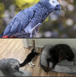 Lost Unknown Bird last seen Lucille avenue, Elgin, IL 60120