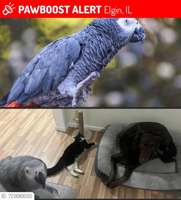 Lost Unknown Bird last seen Lucille avenue, Elgin, IL 60120