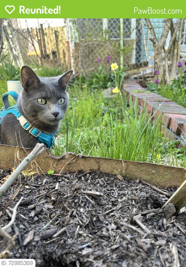 Reunited Male Cat last seen Between Melwood Ave and Cargill St Polish Hill, Pittsburgh, PA 15213