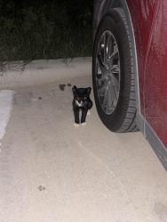 Found/Stray Unknown Cat last seen Yukon, Odessa, TX 79765