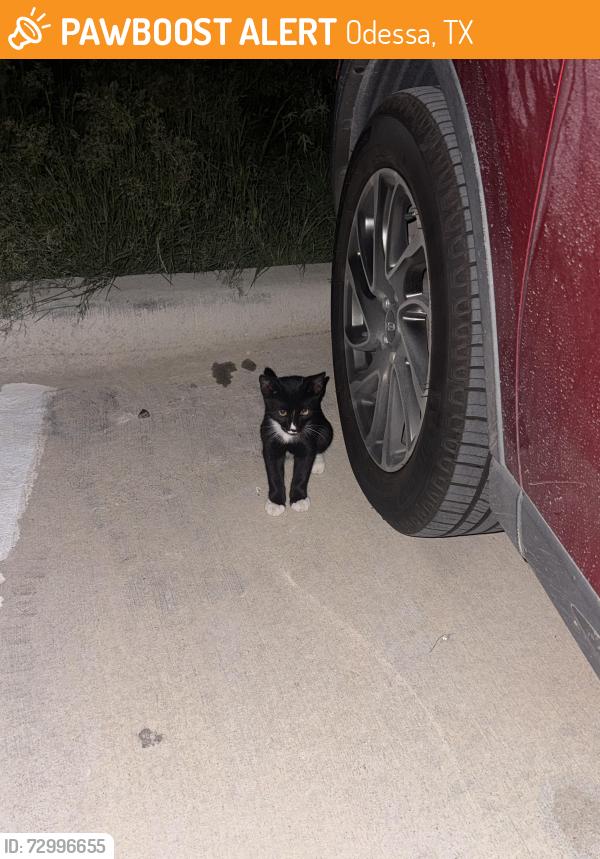Found/Stray Unknown Cat last seen Yukon, Odessa, TX 79765