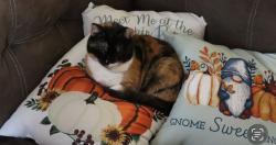 Lost Female Cat last seen Brill & Pacific , Indianapolis, IN 46227