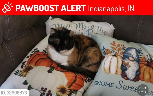 Lost Female Cat last seen Brill & Pacific , Indianapolis, IN 46227
