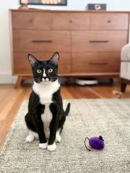 Lost Female Cat last seen Clay and Leavenworth , San Francisco, CA 94109