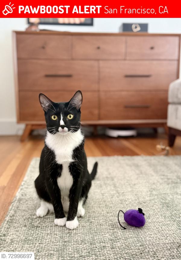Lost Female Cat last seen Clay and Leavenworth , San Francisco, CA 94109