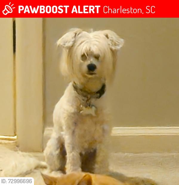 Lost Female Dog last seen Church Creek Neighborhood , Charleston, SC 29414