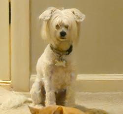 Lost Female Dog last seen Church Creek Neighborhood , Charleston, SC 29414