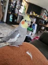 Lost Male Bird last seen Walmart Broussard, Broussard, LA 70518