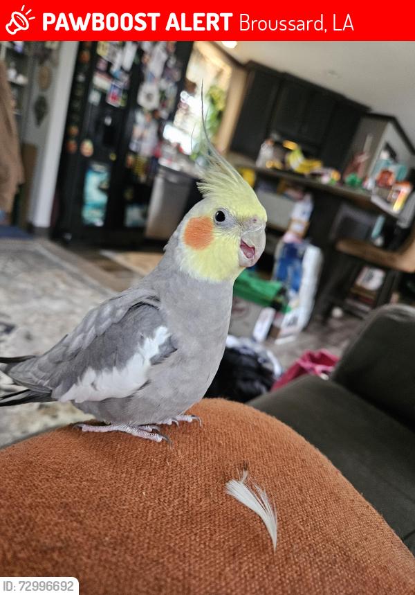 Lost Male Bird last seen Walmart Broussard, Broussard, LA 70518