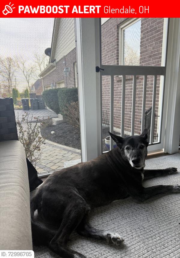 Lost Male Dog last seen Chester Road, Glendale, OH 45241