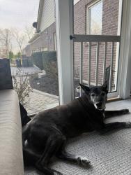 Lost Male Dog last seen Chester Road, Glendale, OH 45241