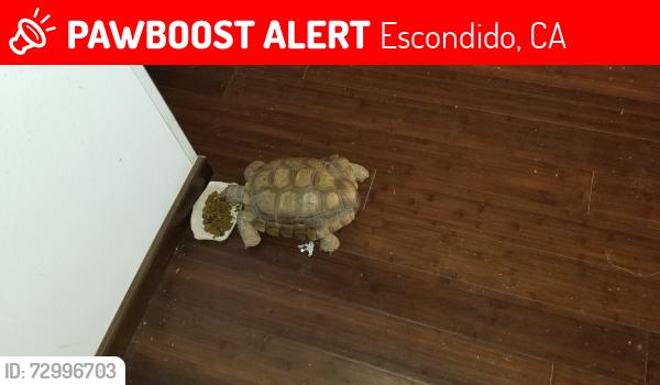 Lost Male Reptile last seen El Norte Pkway and Washington, Escondido, CA 92027
