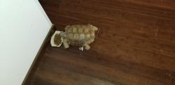 Lost Male Reptile last seen El Norte Pkway and Washington, Escondido, CA 92027