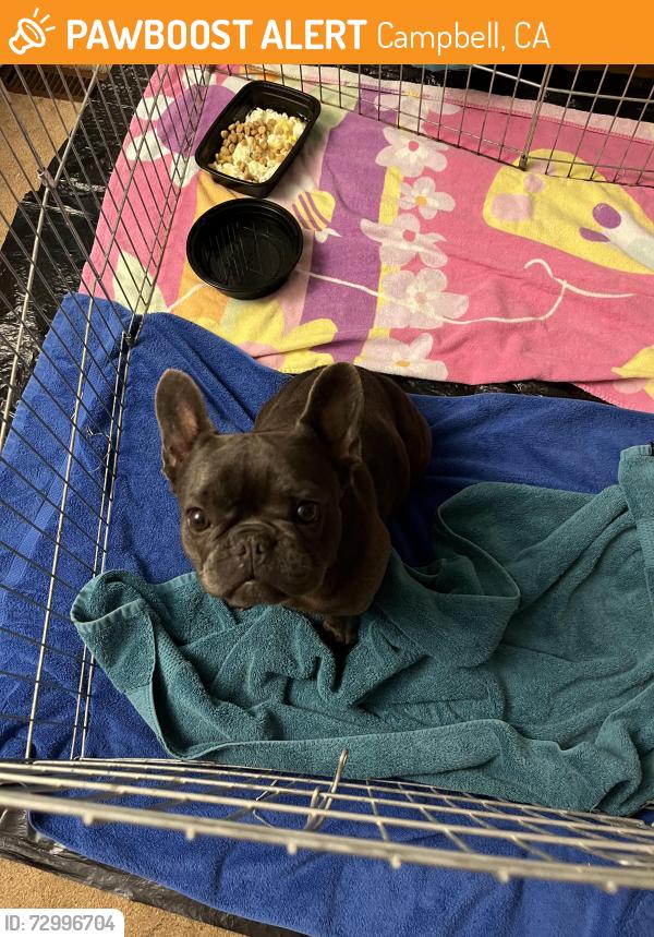 Found/Stray Unknown Dog last seen Marijane Hamann Park, San Jose, CA 95128