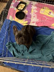 Found/Stray Unknown Dog last seen Marijane Hamann Park, San Jose, CA 95128