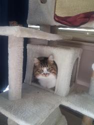 Lost Male Cat last seen Greycrest Court and Saxonville, Antelope, CA 95843