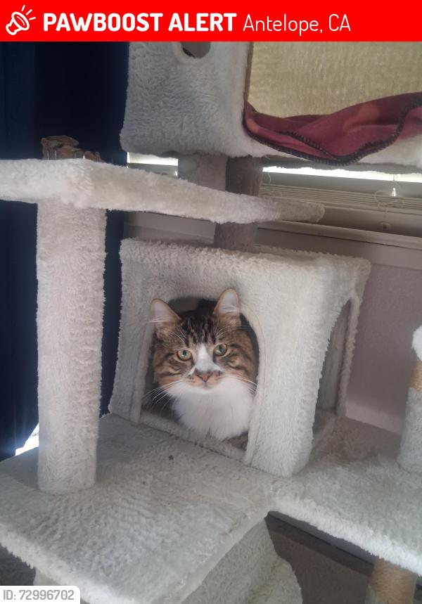 Lost Male Cat last seen Greycrest Court and Saxonville, Antelope, CA 95843