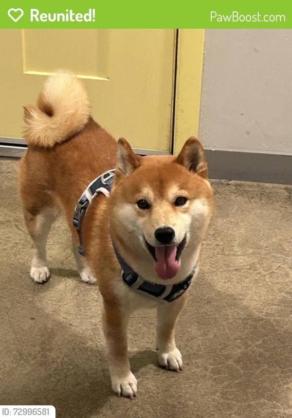 Reunited Male Dog last seen Amber way, Livermore, CA 94550