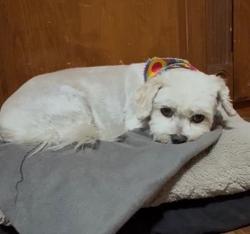 Reunited Female Dog last seen Jones & windmill, Enterprise, NV 89139