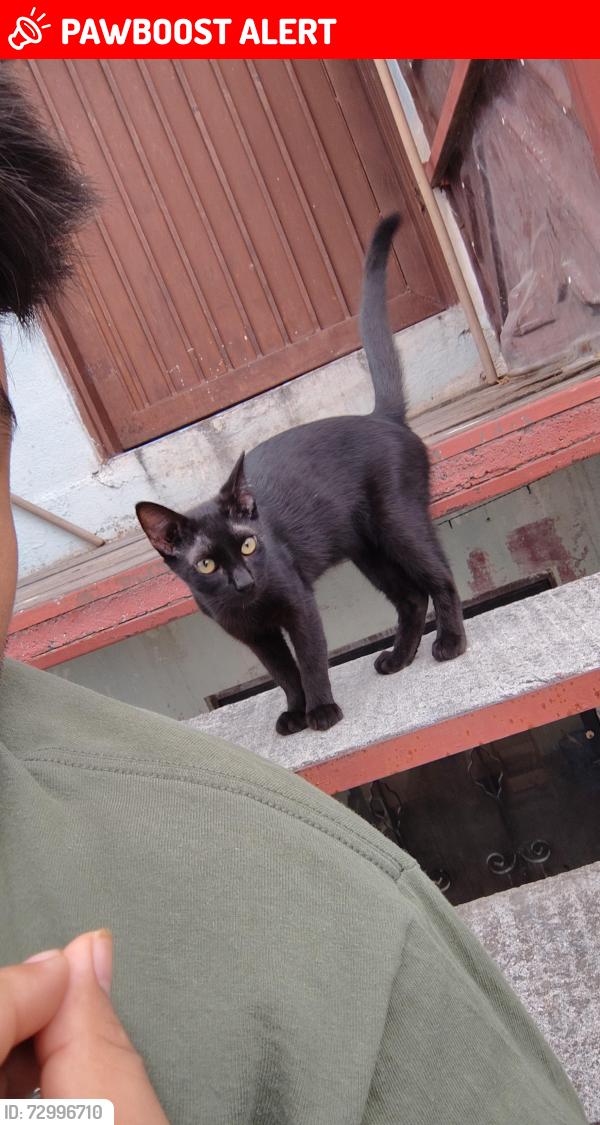 Lost Male Cat last seen Estaba jugando por la 4ta avenida de satelite , Ciudad Satélite del Norte, N.L. 65510