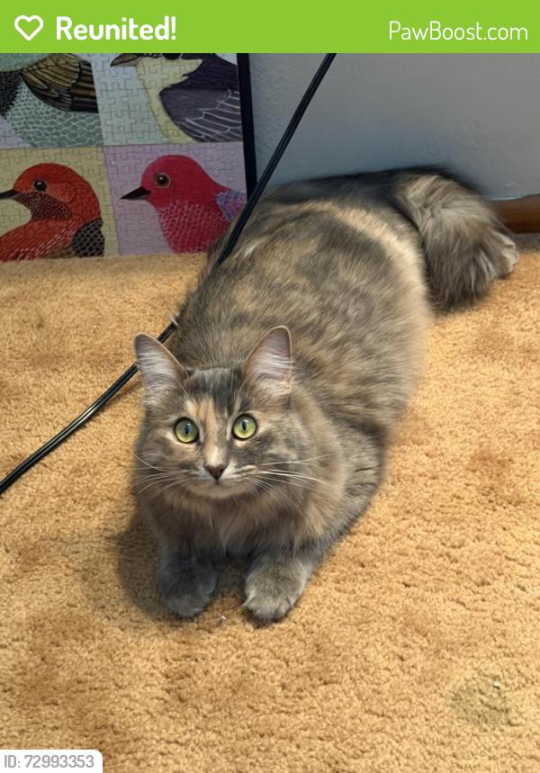 Reunited Female Cat last seen Lemon and San Tan blvd. Across from church , Queen Creek, AZ 85142