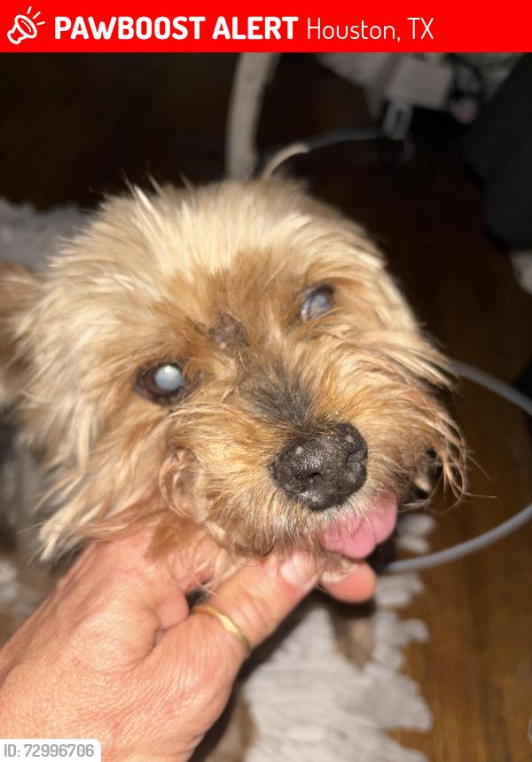 Lost Male Dog last seen Monroe Street and then airport and then there’s 45, Houston, TX 77061