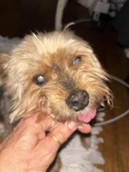Lost Male Dog last seen Monroe Street and then airport and then there’s 45, Houston, TX 77061
