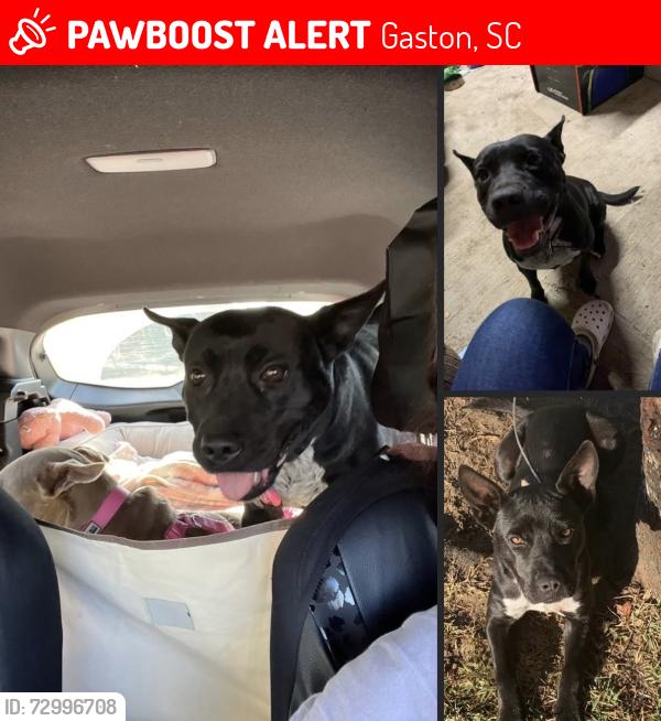Lost Female Dog last seen Suzanne ct Gaston sc 29053, Gaston, SC 29053