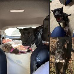 Lost Female Dog last seen Suzanne ct Gaston sc 29053, Gaston, SC 29053