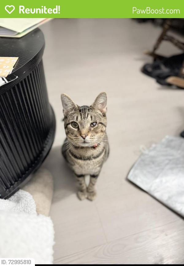 Reunited Male Cat last seen Near Sunterra Village Dr, Katy, TX 77493
