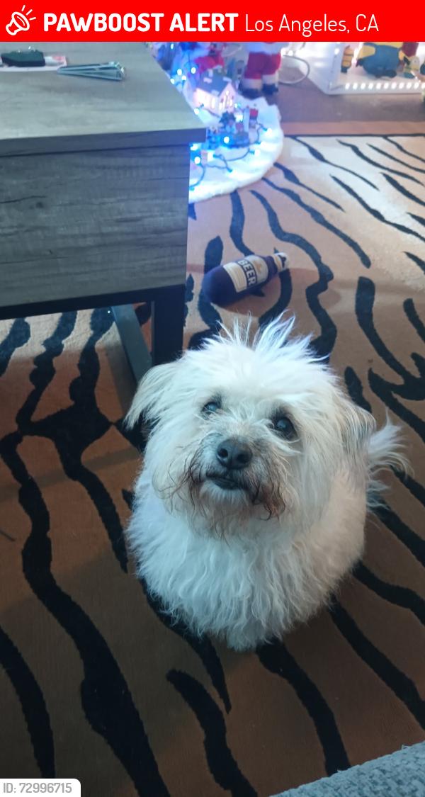 Lost Female Dog last seen Near y Avalon , Los Angeles, CA 90061