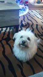 Lost Female Dog last seen Near y Avalon , Los Angeles, CA 90061