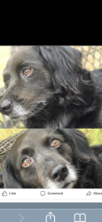 Lost Male Dog last seen W north ave, bracewell st, forestry tower, Crestview, FL 32536