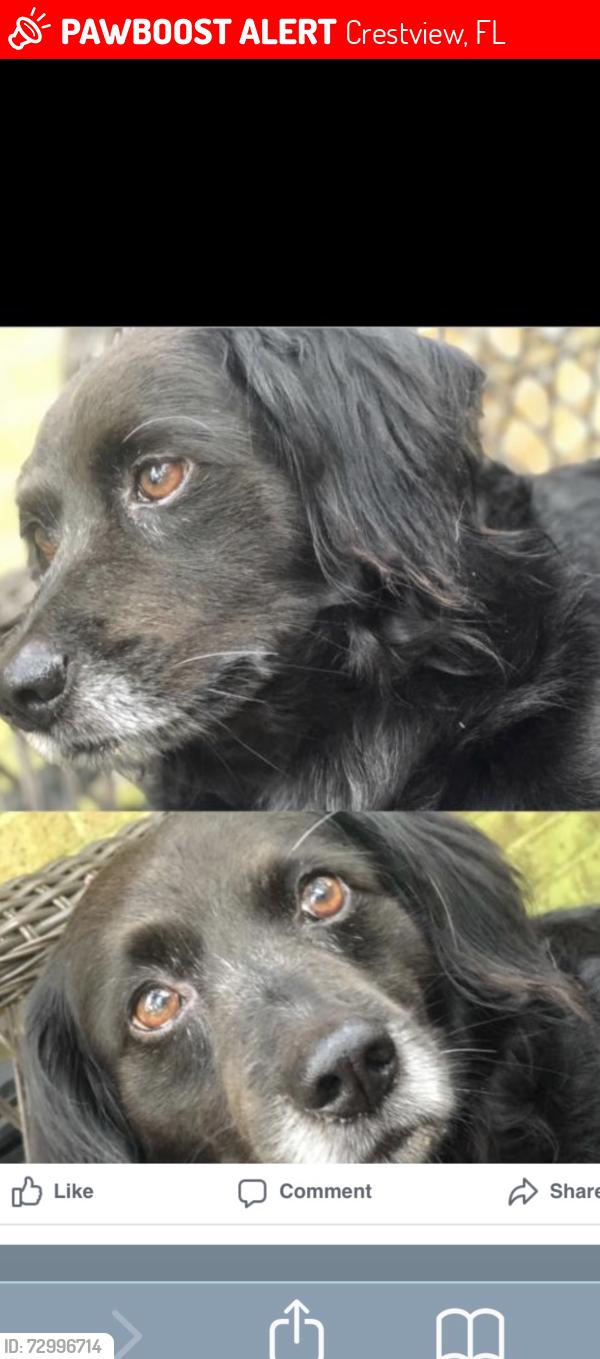 Lost Male Dog last seen W north ave, bracewell st, forestry tower, Crestview, FL 32536