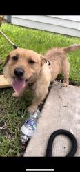 Found/Stray Male Dog last seen Preston and Grant St, Pasadena, TX 77503