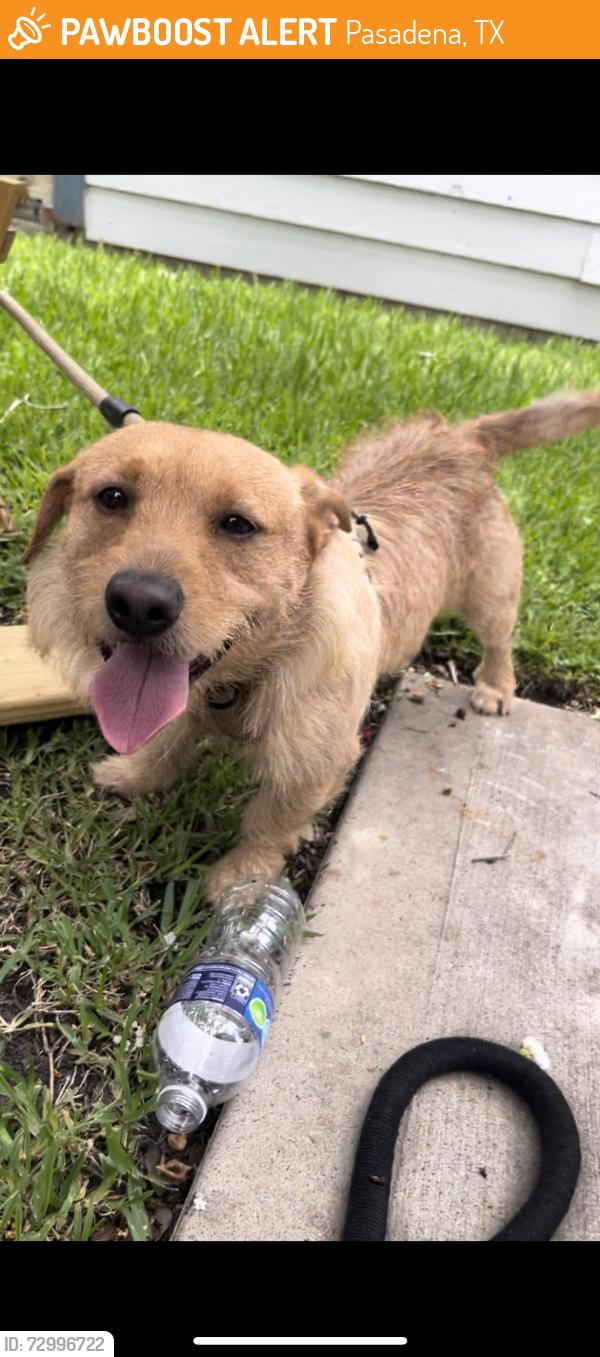 Found/Stray Male Dog last seen Preston and Grant St, Pasadena, TX 77503