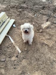Found/Stray Unknown Dog last seen Country roots ave, Conroe, TX 77302