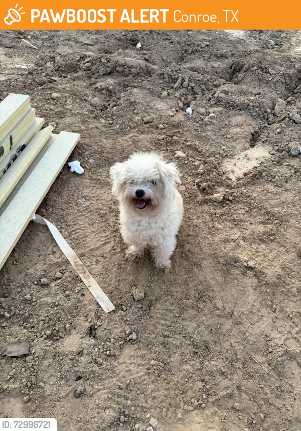 Found/Stray Unknown Dog last seen Country roots ave, Conroe, TX 77302