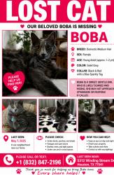 Lost Female Cat last seen Sendero , Rosenberg, TX 77469