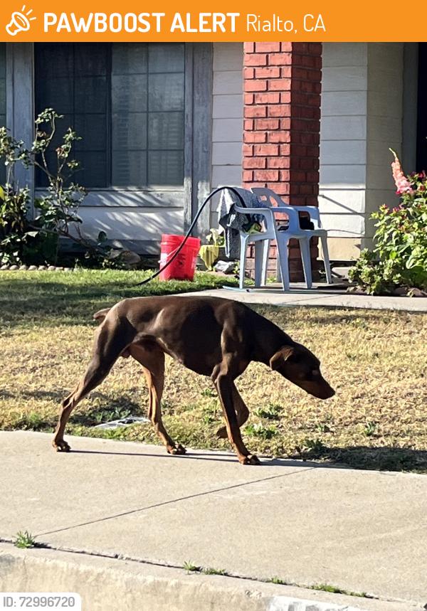 Found/Stray Male Dog last seen Arbeth & alaya , Rialto, CA 92377