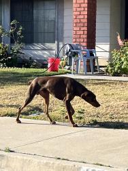 Found/Stray Male Dog last seen Arbeth & alaya , Rialto, CA 92377