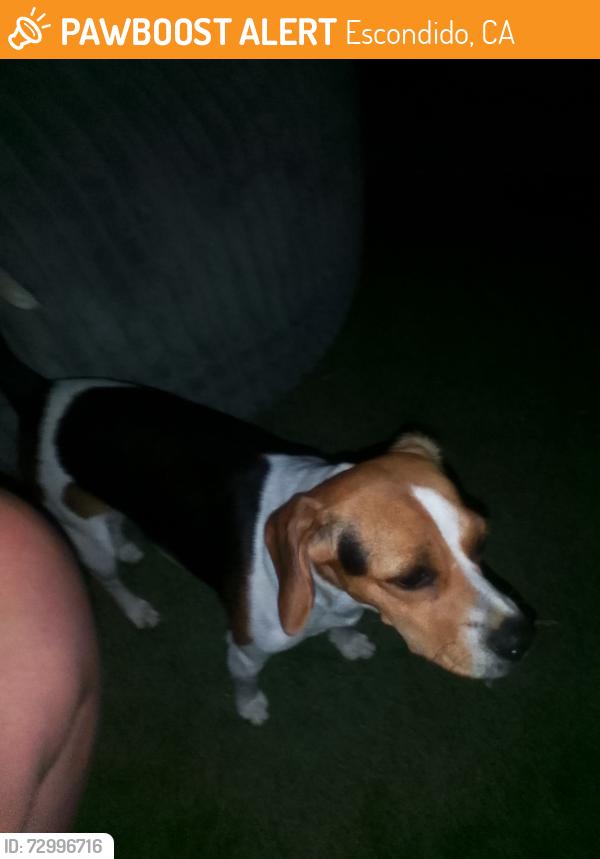 Found/Stray Female Dog last seen Ash n lincoln, Escondido, CA 92027